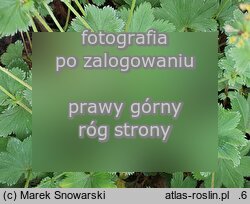 Alchemilla bulgarica (przywrotnik bułgarski)