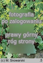 Alchemilla bulgarica (przywrotnik bułgarski)