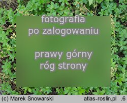 Alchemilla plicata (przywrotnik płaskolistny)