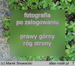 Alchemilla plicata (przywrotnik płaskolistny)