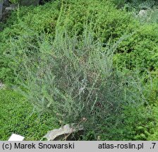 Berberis empetrifolia (berberys bażynolistny)