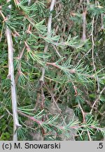 Berberis empetrifolia (berberys bażynolistny)