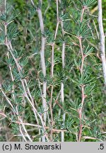 Berberis empetrifolia (berberys bażynolistny)