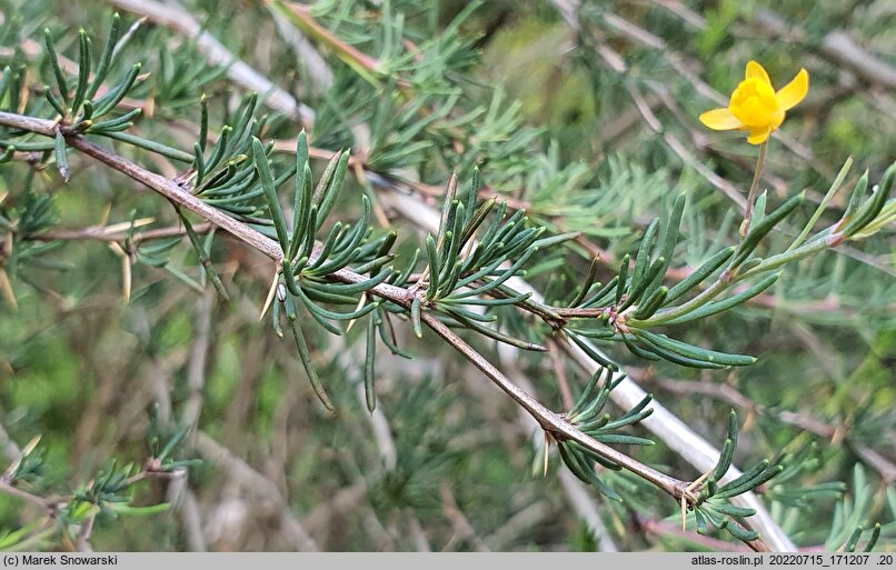 Berberis empetrifolia (berberys bażynolistny)