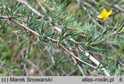 Berberis empetrifolia (berberys bażynolistny)