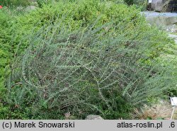 Berberis empetrifolia (berberys bażynolistny)