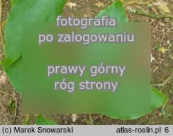 Stewartia sinensis (stewarcja chiÅ„ska)