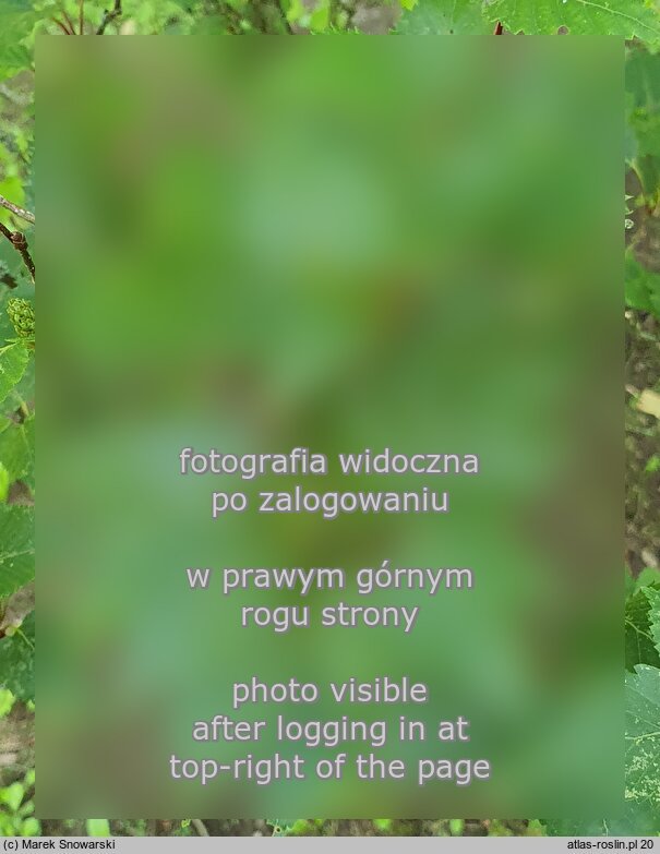 Betula ermanii (brzoza Ermana)
