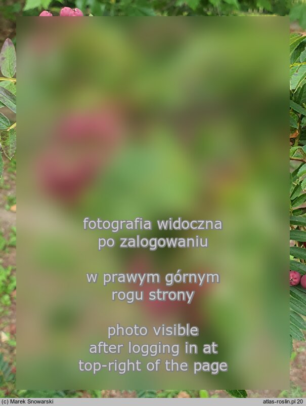 Sorbus prattii (jarząb Pratta)