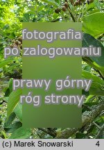 Cotoneaster frigidus (irga oziębła)