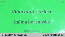 Viburnum carlesii (kalina koreańska)