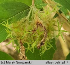 Kolkwitzia amabilis (kolkwicja chińska)