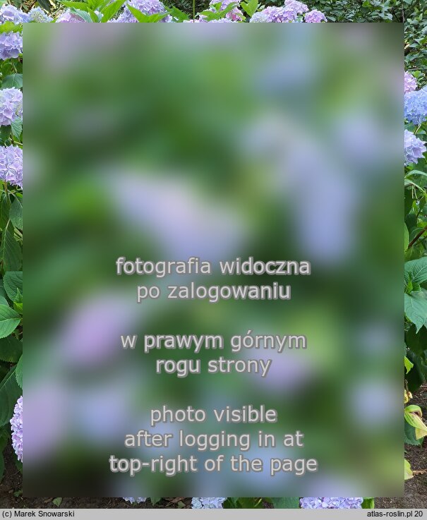 Hydrangea macrophylla Nikko Blue
