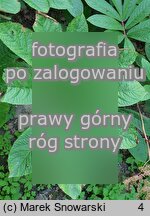 Rodgersia sambucifolia (rodgersia bzolistna)