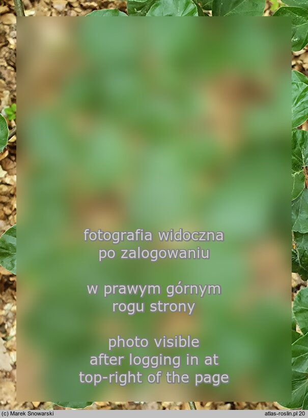 Fagus sylvatica Rotundifolia