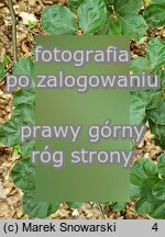 Fagus sylvatica Rotundifolia