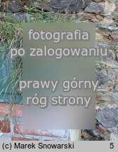 Agrostis stolonifera Green Twist