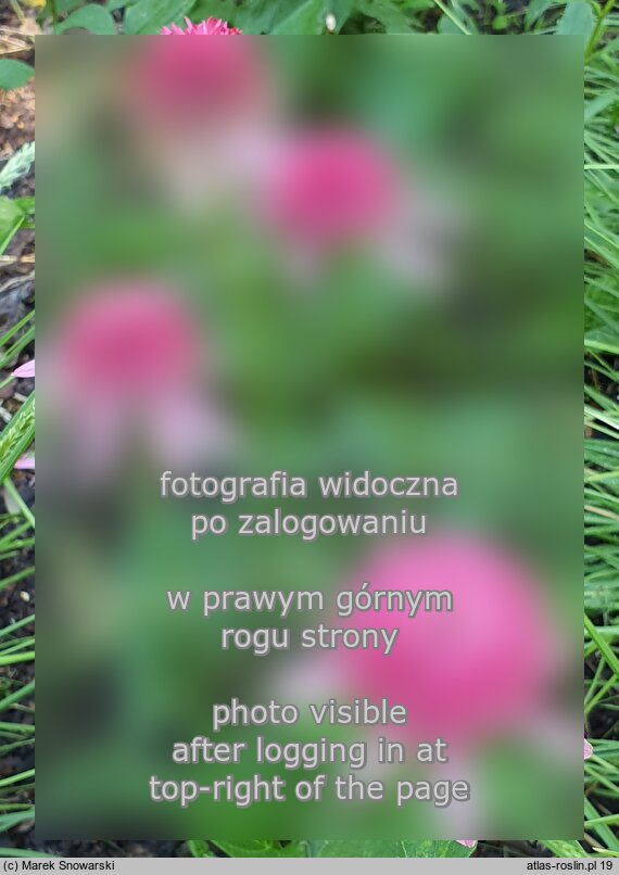 Echinacea purpurea Razzmatazz