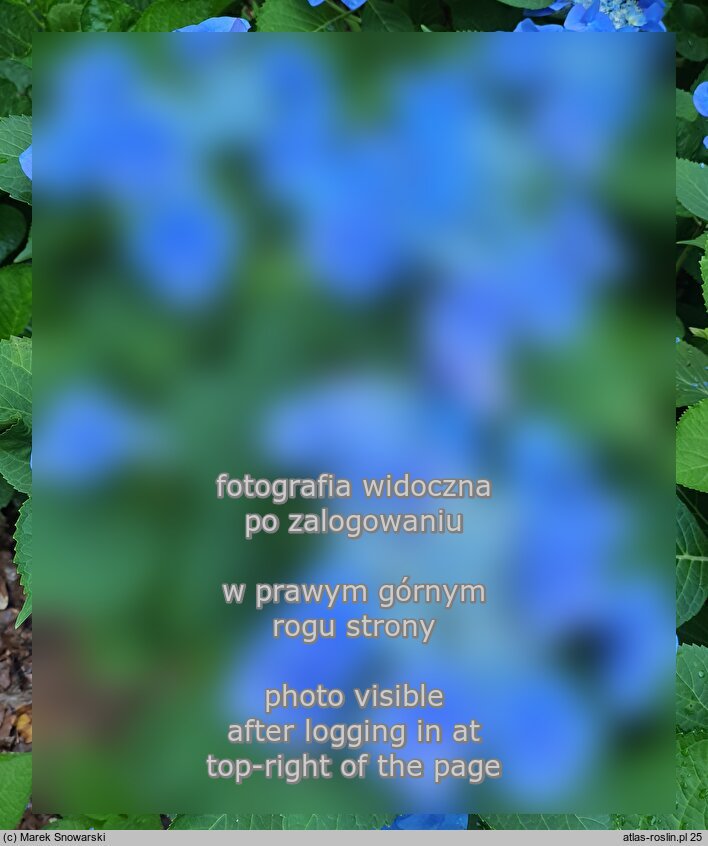Hydrangea macrophylla Blaumeise