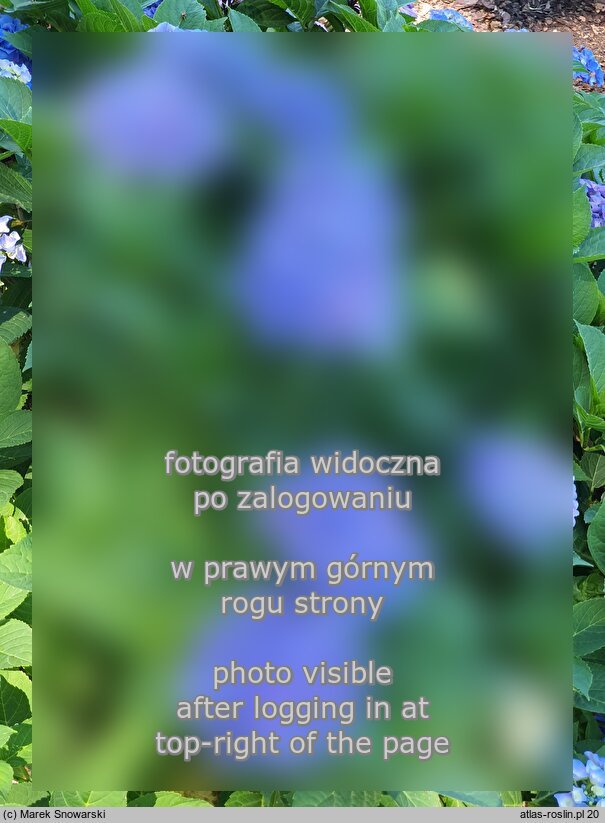 Hydrangea macrophylla Mirage
