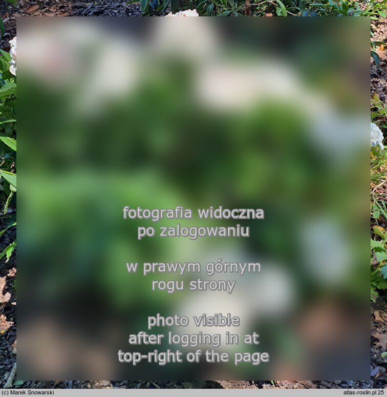 Hydrangea macrophylla Vanilla Sky