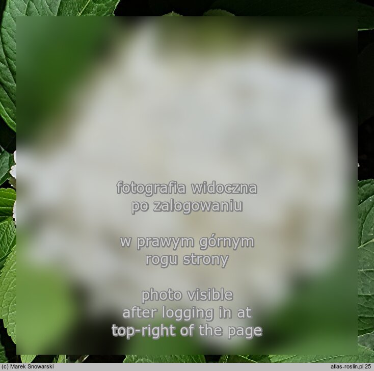 Hydrangea macrophylla CÃ¢line