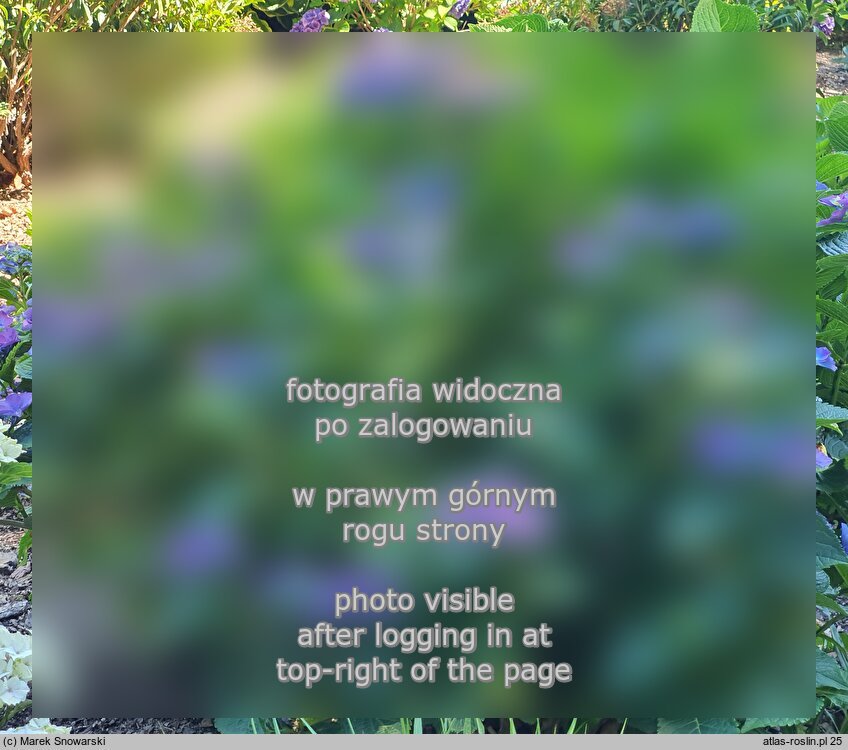 Hydrangea macrophylla Gimpel