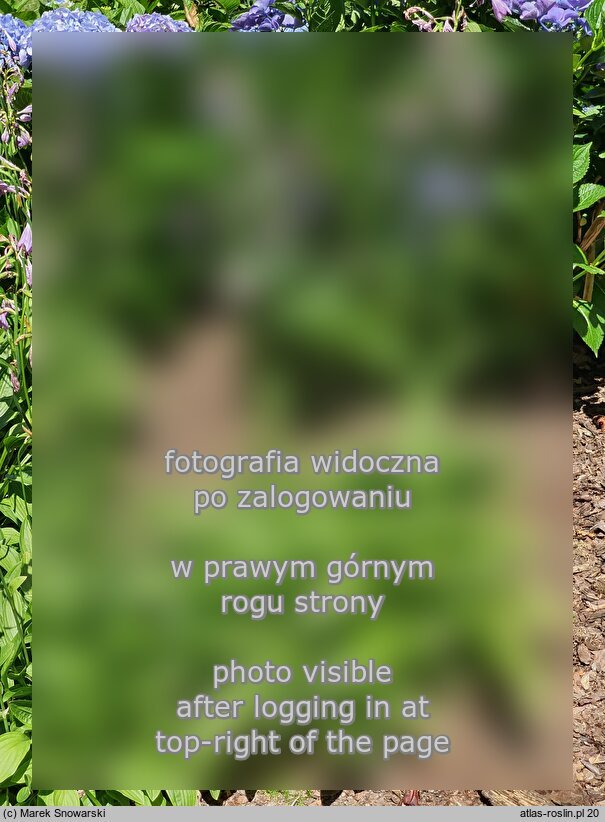 Hosta ×sieboldii (funkia białobrzega)