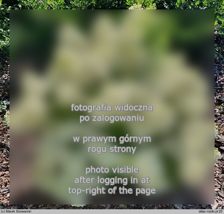 Hydrangea paniculata Little Alf