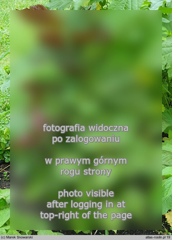 Perilla frutescens (pachnotka półkrzewiasta)