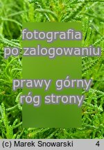 Santolina rosmarinifolia (santolina rozmarynolistna)