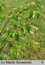 Tilia japonica (lipa japońska)