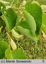 Tilia japonica (lipa japońska)