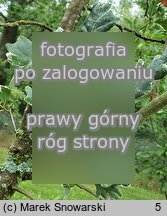 Quercus robur ‘Argenteomarginata’