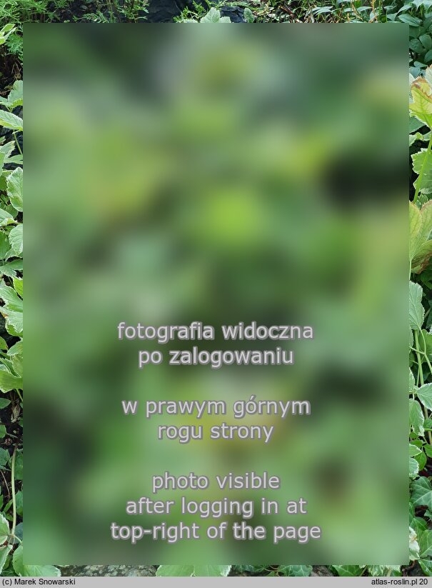 Peucedanum ostruthium Daphnis