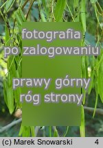 Fraxinus ornus (jesion mannowy)