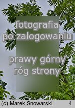 Pterocarya rhoifolia (skrzydÅ‚orzech japoÅ„ski)