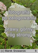 Hydrangea paniculata Sundae Fraise