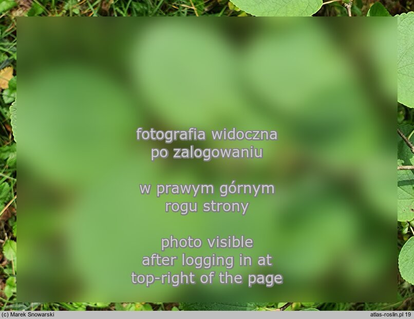Cercidiphyllum magnificum (grujecznik wspaniaÅ‚y)