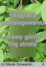 Leucothoe racemosa (kiścień groniasty)