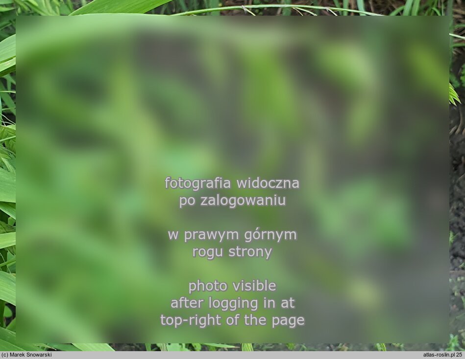 Chasmanthium latifolium (obiedka szerokolistna)