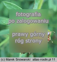 Dorycnium pentaphyllum (szyplin pięciolistny)
