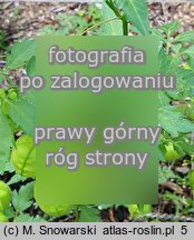 Cardiospermum halicacabum (kardiospermum zielone)