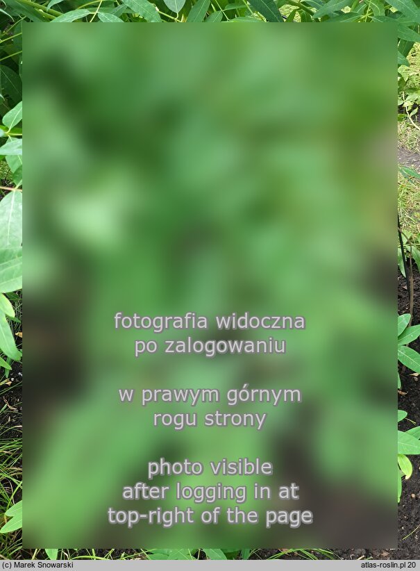 Apocynum venetum ssp. lancifolium (kendyr lancetowaty)