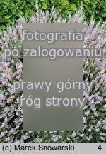 Calluna vulgaris Grizabella