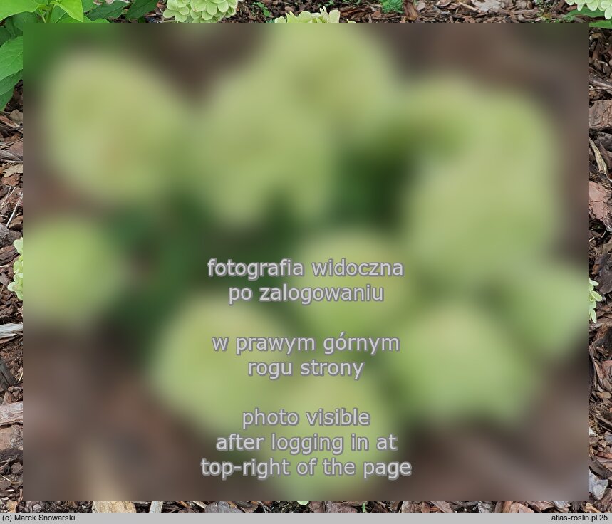 Hydrangea paniculata Pancetta