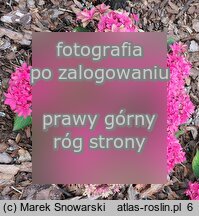 Hydrangea macrophylla Francy Hot Pink