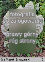 Hydrangea paniculata Pandalus