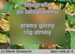 Rubus posnaniensis (jeżyna poznańska)