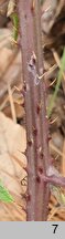 Rubus chlorothyrsos (jeżyna wielolistna)